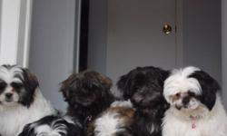 2-FEMALE PUPPIES:-)$450.00ea. & 1-11mth old Male:-) $350.00  They get plenty of LUV from myself & friends:-)  VERY SWEET TEMPERAMENTS & RAISED WITH LOVE & HANDLED WITH CARE.. The 2 Tri coloured & the black 1 r SOLD!!  Still have Precious the rare coloured