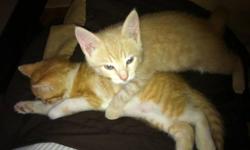 I have two beautiful kittens. Completely house broken. They eat indoor cat food, and drink lots of water. They are perfect in their litter box. Both males, Charlie (beige), Eddie (white and orange). They are brothers from the same litter. They are perfect