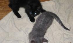I am offering FREE to Good Homes 1 Light Grey male TABBY KITTEN and 1 all Black female KITTEN. Both KITTENS are weaned from their mother and litter trained. Adorable and ready for new homes.