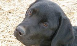 We have 2 beautiful blocky Labrador puppies left from a litter of 6. Both puppies have great temperaments and conformation! Each puppy in this litter has a lot of bone just like their parents. These puppies would make great family pets/companions,