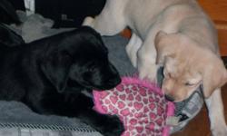 Yellow or Black lab puppies for sale. Currently I have 1 yellow female, and 2 black males. These sweet hearts are born and raised in my home. They are great with kids, and love people. They are very well tempered, and are very loving animals. I have the