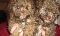 These shih tzu poodles are hypoallergenic, cute, and adourable, the two left are both males, they have the most beutiful blue eyes, these puppies both are full of energy but at the same time love to cuddle, they also love to give kisses, they are almost 8