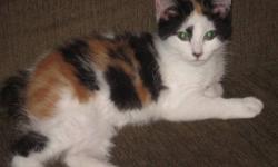 I have 2 female cats to give away to good homes  Cloe is just over a year old she is the gray and white, she has had her needles and has been spayed ..... Thea is 6 months old she is the calico ,  has had her needles but  has not been spayed, both are