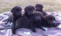 We have 2 beautiful female Chocolate Labrador puppies that are now ready to go! Their sire is a CKC registered Chocolate Labrador Retriever (English) and their dam is an unregistered Chocolate Labrador Retriever (American). Both parents have excellent