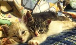 I am needing to find a home for my two kittens The female is a tabby The male is a tabby cross siamese They are brother and sister and need to go to a home TOGETHER as the female gets scared without her brother and wont stop meowing till she is back with