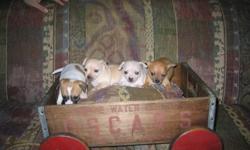 Hi we have been breeding Chihuahuas for 14 yrs. Currently we have 2 litters of 4 ,3 days apart. They are all quite small our pups generally finish between 3-5 lbs with most being closer to 3. Our pups leave our house well socialized, kitty litter trained