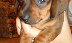 Puppies are 5 weeks old today! They are looking great and eating and playing lots!
 
I am looking for a great and loving home for my 2 male miniature dachshunds. Puppies will not beable to leave until December 15th would be a great christmas present! I