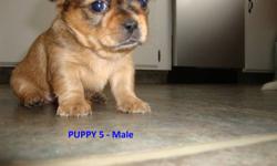 2 ADORABLE SHORKIES FOR SALE
 
Mom (in picture) is a Shih-tzu
Dad is a pure-bred Yorkie
4 Males & 2 Females Available
Comes with their first set of shots, 
de-worming, and vet check
They will be between 5-10 lbs
Asking $350.00 Firm
 
PUPPY 5 & 6 ARE STILL