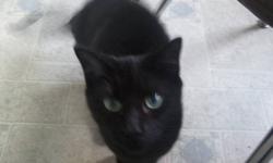We are unable to keep the cats and so they need to go ASAP. There are two females, Midnight-- all black and just over 1 year old, and Fluffy,  grey with beautiful markings, just under 1 year old. They are not fixed.
They are absolutely wonderful to have