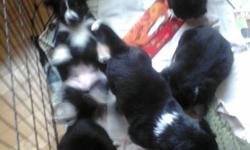 there were 7, now there are 5! cuddly Border Collie pups ready to go!
Mom is border collie german shepherd (medium size)
Dad is pure bred Border Collie
pictures are when they were 4 weeks, and the last picture is when they were 2 weeks old.. will get