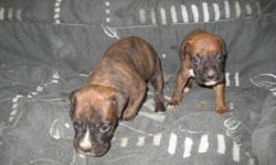 I have 3 boxer puppies ready for their new homes, one female, two males, both parents on site.
They all come with a one year health guarantee, docked tails, removed dew claws and have been dewormed and given their first shots.
Please email or call
