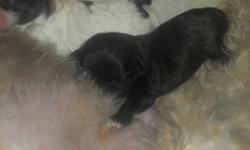 These poodle shih tzu's are super adorable puppies love to give kisses and fall asleep in you. They are 6 weeks old right now and should not be re homed till they are 8 weeks, so they can be re homed on January 6th 2012. Their are 3 males available, 2