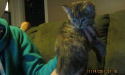 I HAVE 2 KITTENS...... 2 ARE TABBY WITH ORANGE PATCHES....... ALL ARE HEALTHY AND 1 SHOULD HAVE A MEDIUM LENGTH FUR,   THEYRE VERY ENERGETIC
 
 SHORT HAIRED TABBY----IS MALE
FLUFFY CALICO TABBY----IS FEMALE, THEY ARE EATING HARD AND SOFT FOOD,