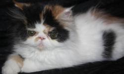 Only 3 gorgeous persian kittens left they are ready to leave for there new loving homes right away. All kittens are registered with CFA,Vaccinated X1, Dewormed X3, PKD FeLV FIV negative,vet checked, spay or neuter contract and a health guarantee. So