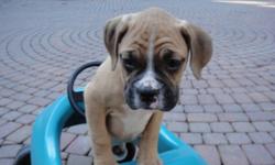 I have 3 beautiful boxers puppys waiting for their forever home. Come and see them.