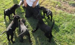 Very cute Black lab cross puppies.  Well socialized with Children and other farm animals. 
 
PLEASE CALL Do Not email!