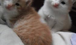 I have 3 tabby/white kittens to give away, they were born on sept 22 so cannot be taken until about october 27th.