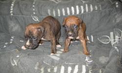 I have 4 boxer puppies. There are 2 females and 2 males. The puppies reverse brindle. Have Mom and Dad on site. They come with their first shots, dewormed, tails docked and their dewclaws removed. They also come with a one year helth guarantee. Will be