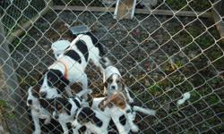 We have 5 puppies available. Puppies were born the 17th of Aug. they are dewormed and ready for their new homes. Dad is beagle, mom is walkerhound. Both parents are great hunters. We have 2 males and 3 females left. Puppies will be great hunters or could