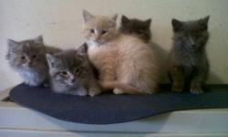 We have 5 five kittens to give away for free, there are two females and three males.