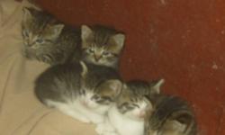 5 FREE KITTENS available to loving permanent homes immediately. Approximately 6-8 weeks old. 3 are grey striped tabbies and the other 2 also have grey stripes on their backs and head but have white underbellies, faces and legs. They are eating solid cat