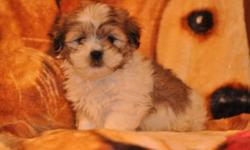 5 Shih Tzu X Maltese puppies, 3 males in the first 6 pictures and 2 females in the last 4 pictures, their father is a Maltese and their mother is a Shih Tzu, they will be 8 to 10lbs full grown, hypoallergenic, non-shedding, good with children, great