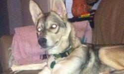 Male husky in need of a good home. He is house trained loves to cuddle and play know basic commands.
This ad was posted with the Kijiji Classifieds app.