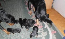 I have 8 pure bread German Rottweilers. 5 males and 3 females. Their tales are docked and due claws are removed. $400.00 first come first serve.
If interested please call 519-681-8624 and ask for Peter.
Thank-you
