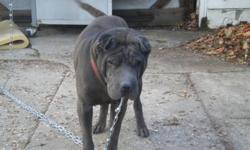 8 year old male Shar Pei, free loving home
friendly, outgoing and house trained,
family moved and can no longer keep him