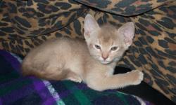 I have one male fawn Abyssinian kitten ready to go around the  26 of November.
Litter trained and de-wormed.
 
Call me to arrange veiwing .
289-969-2952