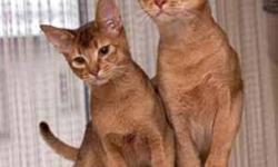 I have 2 adorable abyssinian kittens. Looking for a good home. Call 604-771-3133 or email at tais172000@yahoo.com if interested. They are very active and affectionate. Loves to play with water. You can also teach them tricks.