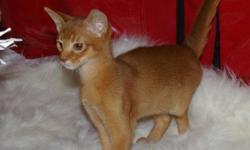 2 Beautiful abyssinian kittens available.  We are both reds one male and 1 female.  We come with a veterinary health record and have had our vaccinations
 
 phone 250-516-4201
