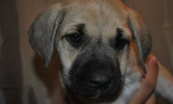 Holly is a 8 week old female Bull Mastiff/Boxer mix. She was rescued from Sagkeeng First Nation along with her five siblings. She is very sweet and loves to play.
This dog is available for adoption through Manitoba Underdogs Rescue. Please visit our