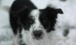Roger the Underdog
Status: Available
Breed: Border Collie
Age: 4 years old
Sex: Neutered male
Energy level: Medium
Housebroken: Yes
Crate trained: Yes
Good with kids: Yes
Good with dogs: Yes
Good with cats: Yes
Roger is a 4 year old male Border Collie. He