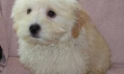 I have a number of lovely white and white and cream Bishapoo puppies available for their forever homes. They are playful, intelligent and hypoallergenic.  There are both males and females. All of them relate well to children and will make loving