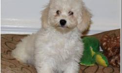 I have beautiful, affectionate and healthy Bishapoo puppies looking for their forever homes. There are primarily females that are all playful, intelligent and hypoallergenic. Each of them relates well to children and will make loving companions for