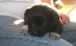 Five Adorable Border Collie/ Black Lab Cross puppies. Four males, One female; Born Nov 14, Ready to go Jan 11. Asking $250.00. Have shots. Pictures were taken at 4 1/2 weeks.
Please Call Laura @ 250-269-7204