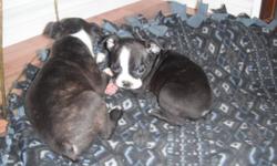 We have 7 gorgeous Boston terrier puppies that are looking for new homes. 4 females and 3 males. They are ready to go with their first shots de worming and vet record of health. Both parents are on site and have great temperaments. We invite you to come
