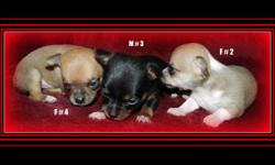 ADORABLE CHIHUAHUA PUPPIES
************************************
2 FEMALES ...1 MALE
2 FEMALES ARE SABLE & WHITE
MALE IS A TRI-COLORED BL/WH/TAN
THEY ARE SHORT COATS
NOT READY TO GO YET..
WILL BE READY DEC.4  ...
CAN PUT NON-REFUNDABLE DEPOSITS TO HOLD