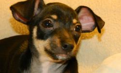 This cute little guy is the last one left of a litter 5 purebred chihuahua puppies.  He loves playing with his favorite toys and loves to cuddle. He is pee-pad trained and has been vet checked. 
 
He comes with a puppy care package!
 
FREE DELIVERY FOR