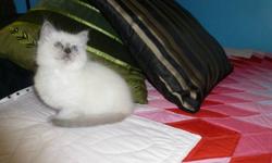 Beautiful TICA Registered Ragdoll Kitten is available for adoption.. Kind complimentary references are available from our family Veterinarian & also from previous adoptees. Although all kittens are cute, one benifit to adopting a pedigreed Ragdoll kitten