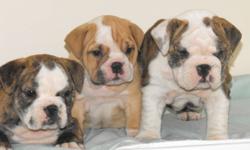 Adorable English Bulldog pups brindles,
fawns,males and females,vet checked
vaccinated,micro-chipped,house and crate
training started and doing very well also
all pups come with a 2 year genetic health
guarantee