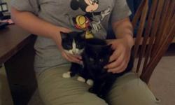Two free kittens; both sisters.  One is entirely black and the other is black and white.
We call them salt and pepper.
Preference given to anyone who can adopt both as kittens thrive when adopted with their sisters.  Free litter box, bowls, and toys to
