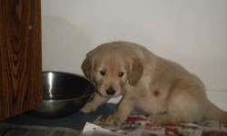 Golden Retriever Puppies ready January 26th, They are adorable and very intelligent and paper trained at 5 weeks old. They will be very socialized and are de wormed. Both Parents are very intelligent, loyal & beautiful. They are great with children & pets
