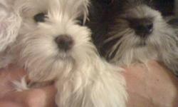 CKC Registered Havanese Puppies Available!
 
Gorgeous, Non-Shedding puppies that will add joy to anyone's family!  Sweet little puppies that are great with kids and wonderful with older families too!
Raised lovingly underfoot by a very responsible