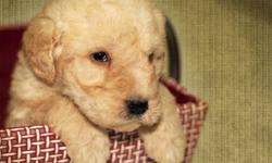 We are proud to introduce a new litter of adorable LABRADOODLES.  We have four handsome fellows and two sweet girls (red baskets). 
 
They will come to you vet checked, with their first shots, and dewormed.  We also give a one year genetic (eyes, heart,