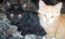MALE KITTENS TO GO TO GOOD HOMES! They are both litter trained, curious and very affectionate.They are good with dogs (we have 2 large ones that they play with). 1 black with a few cute little white hairs on his ears, and 1 long haired orange tabby with a