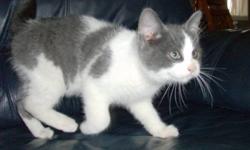 We are selling four grey and white housed trained kittens that are very lovable.  They are friendly with people and  very playful.  One is a completely grey striped kitten and on the face. Another has large spots of grey and grey face.  A third one is all