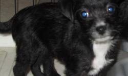 One only left, sweet little black and white puppy. She's potty trained, loves to play with my grandchildren, and loves to cuddle, and she's ready to go, and will make an excellent addition to someone's family.