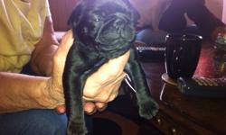 Beautiful pug puppies, 4 blacks, 1 fawn. 3 Black females, 1 Black & 1 Fawn Male, ready to go end of November to good homes.  Deposit will hold till then. If calling , please call after 6:30P.M.